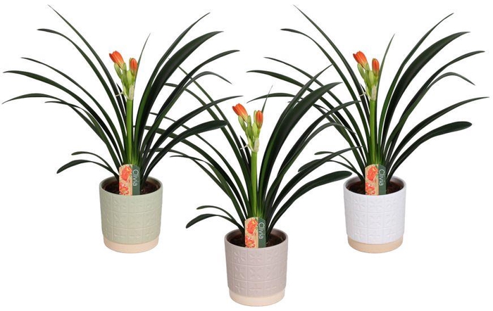 <h4>Clivia miniata in Julia keramiek</h4>