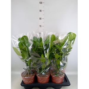 Clusia rosea 'Princess'