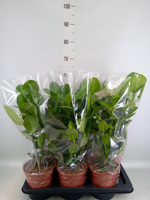 <h4>Clusia rosea 'Princess'</h4>