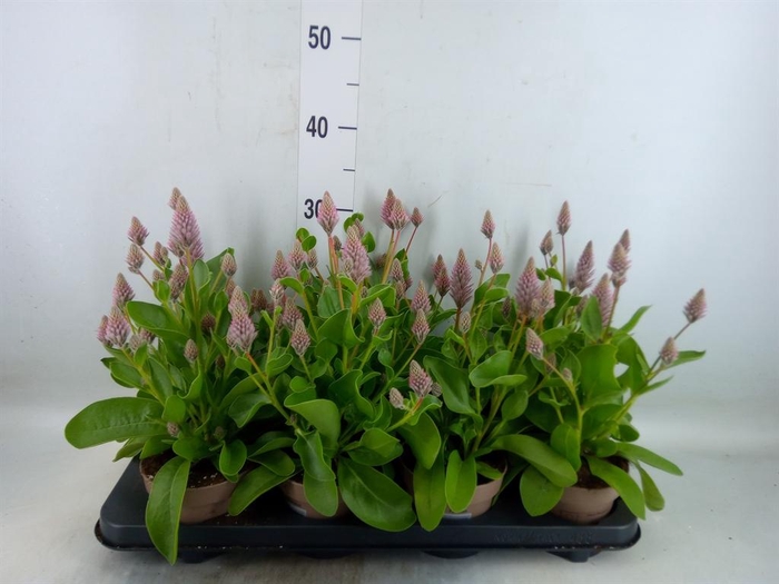 <h4>Ptilotus exaltatus 'Joey'</h4>