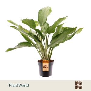 Aglaonema Cleopatra