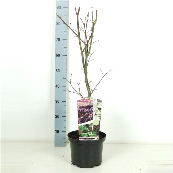 <h4>Acer palmatum 'Pixie' P23</h4>