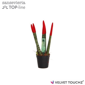 Sansevieria Velvet Touch Red