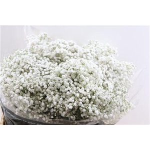 GYPS PA XLENCE 35 GRAM