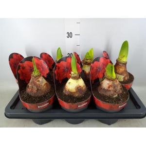 Hippeastrum GA 'Magnum'