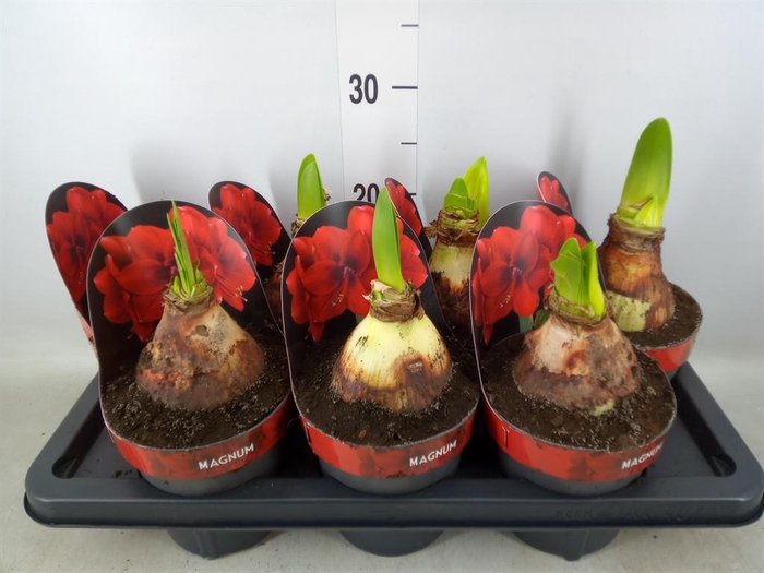 <h4>Hippeastrum GA 'Magnum'</h4>