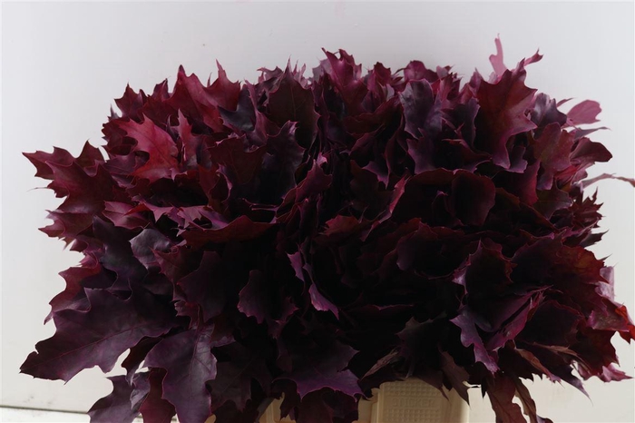 <h4>Quercus Rubra Frosted Erica</h4>