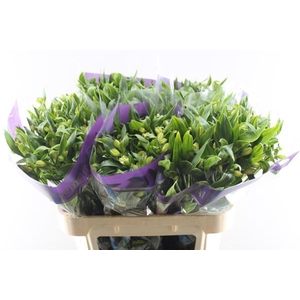 Alstr Fl Pinot (wit)