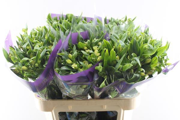 <h4>Alstr Fl Pinot (wit)</h4>