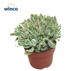 Crassula Rusby Variegata