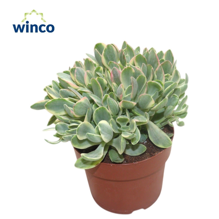 Crassula Rusby Variegata