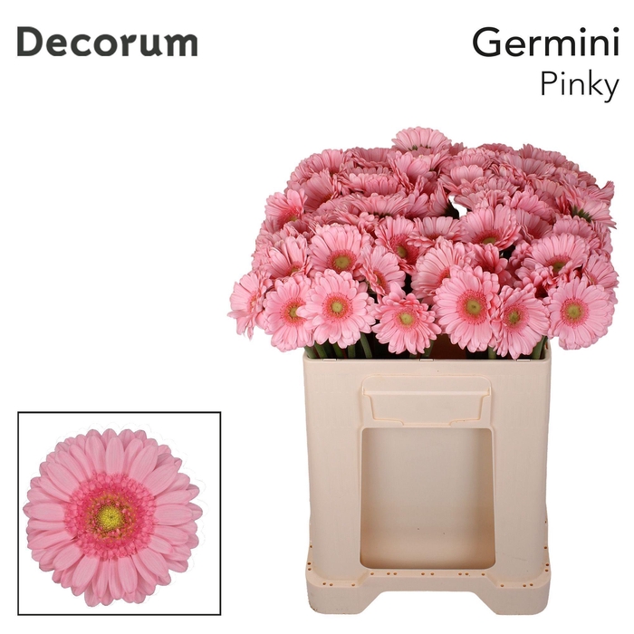 <h4>Germini Pinky Water</h4>