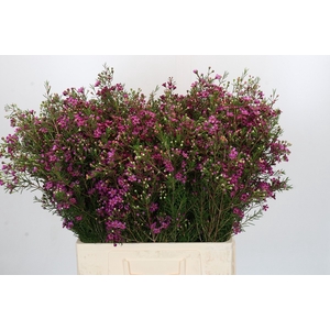 Chamelaucium Rotem