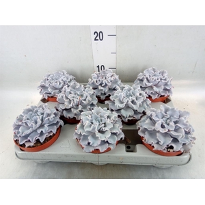 Echeveria   ...
