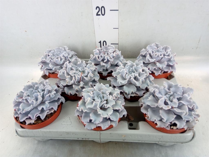 <h4>Echeveria   ...</h4>