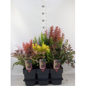 Berberis thunbergii