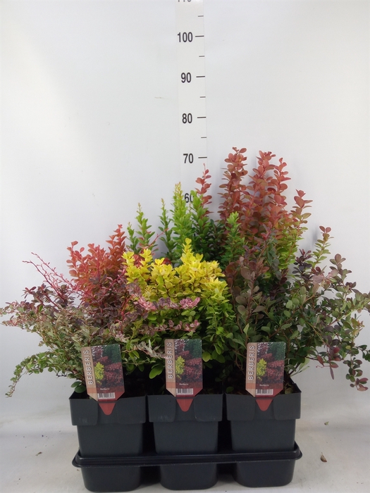 <h4>Berberis thunbergii</h4>