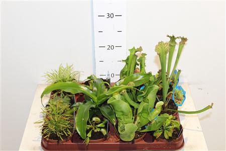 Vleeset Pl Gem 6 Srt