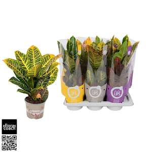 Croton Mix Excellent en Petra 