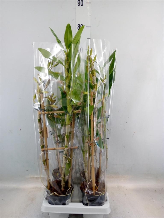 <h4>Dendrobium   ...</h4>