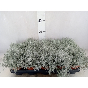 Leucophyta     [Calocephalus]