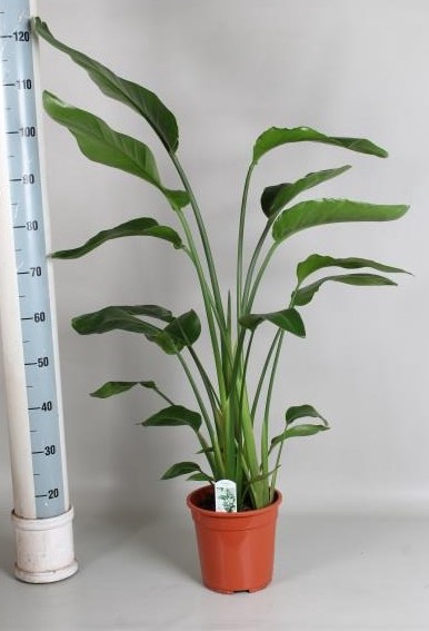 <h4>STRELITZIA NICOLAI</h4>