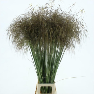 Stipa Gold