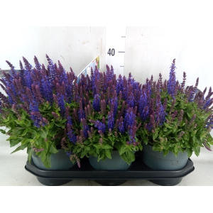 Salvia sylvestris 'Blue Marvel'
