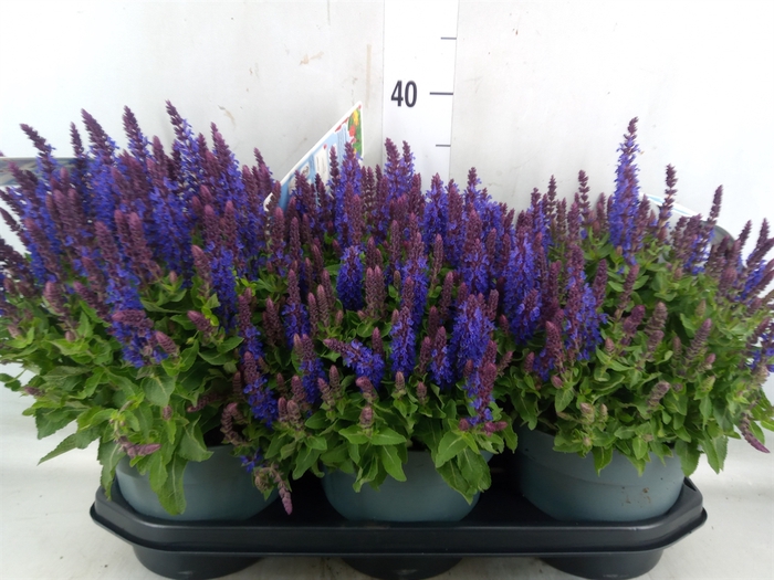 <h4>Salvia sylvestris 'Blue Marvel'</h4>