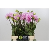 Dahlia Eveline