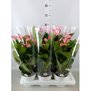 Anthurium andr. 'Mystique'