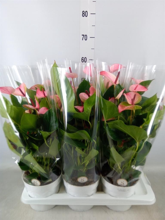 <h4>Anthurium andr. 'Mystique'</h4>