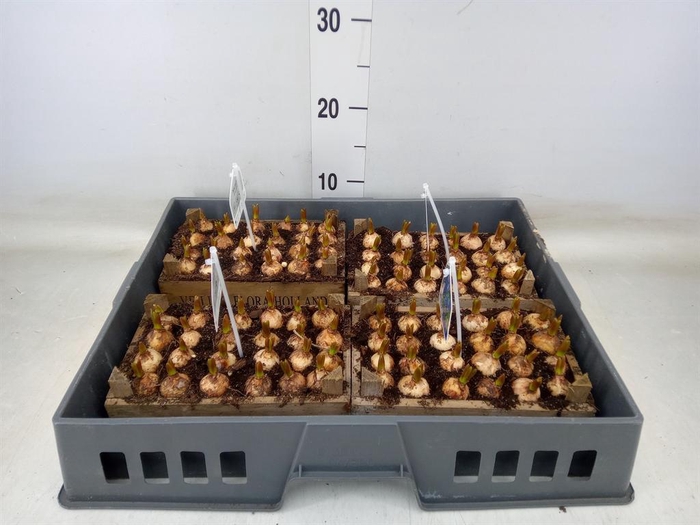 <h4>Arr.  Muscari L%</h4>