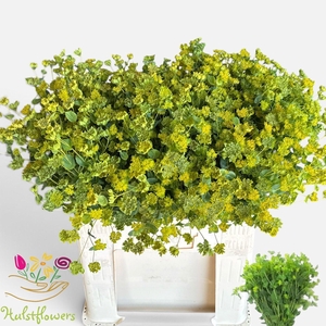 BUPLEURUM ROTUNDIFOL