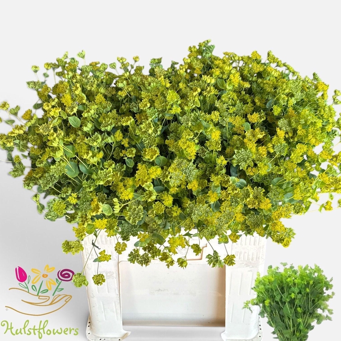 <h4>BUPLEURUM ROTUNDIFOL</h4>