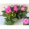 arr8 Dahl D Maxi Pink Bla