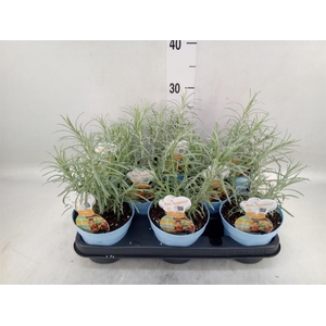 Helichrysum italicum