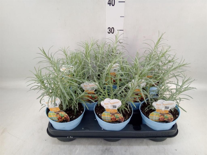 <h4>Helichrysum italicum</h4>