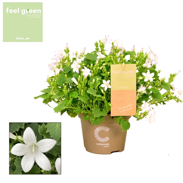 Campanula Porto Ice White Feel Green