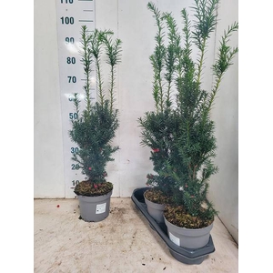 TAXUS M HICKSII