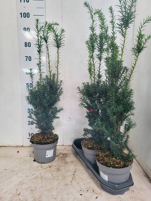 <h4>TAXUS M HICKSII</h4>