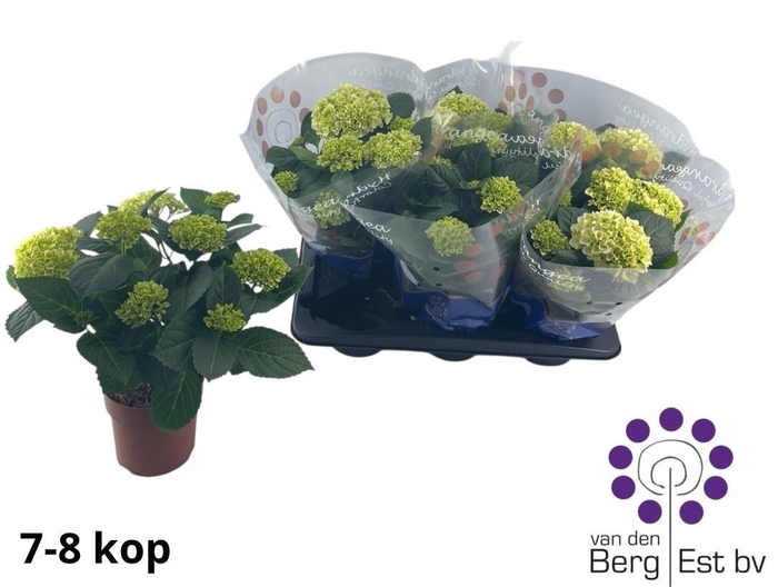 <h4>HYDR M HI WHITE SUN</h4>