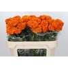 Tagetes Marigold Promise Orange