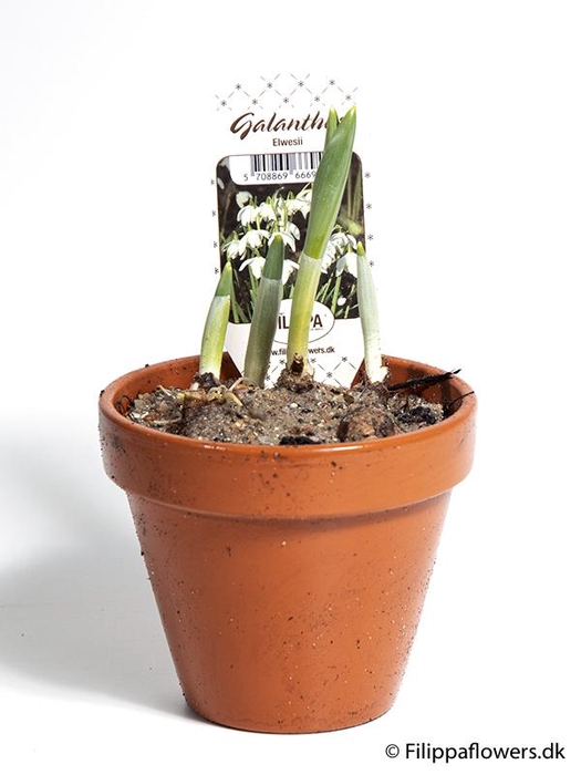<h4>GALANTHUS NIVALIS</h4>