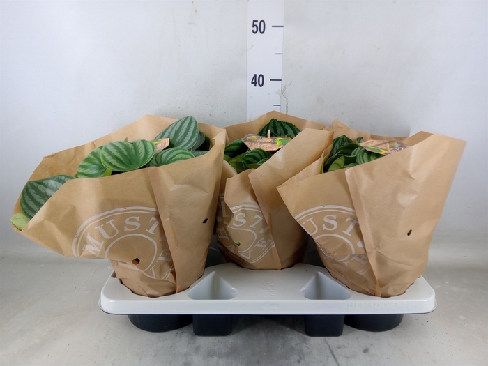 <h4>Peperomia argyreia</h4>