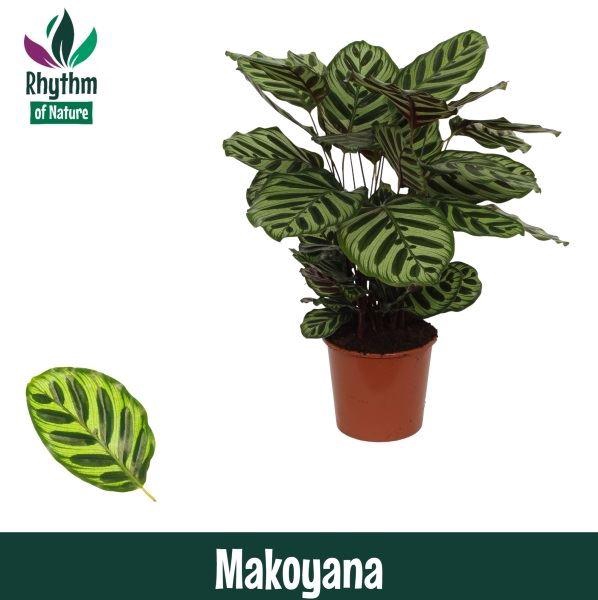 <h4>Calathea makoyana</h4>