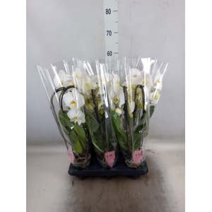 Phalaenopsis  'Elegant Cascade'