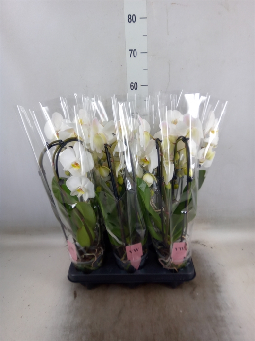 <h4>Phalaenopsis  'Elegant Cascade'</h4>
