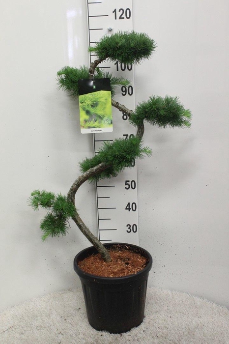 <h4>Larix kaempferi S-vorm P32 H110 potgekweekt</h4>