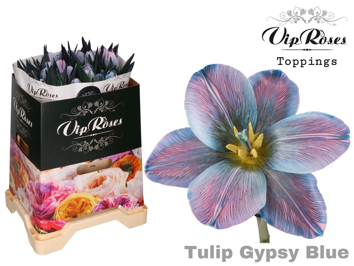 <h4>TU EN GYPSY BLUE</h4>